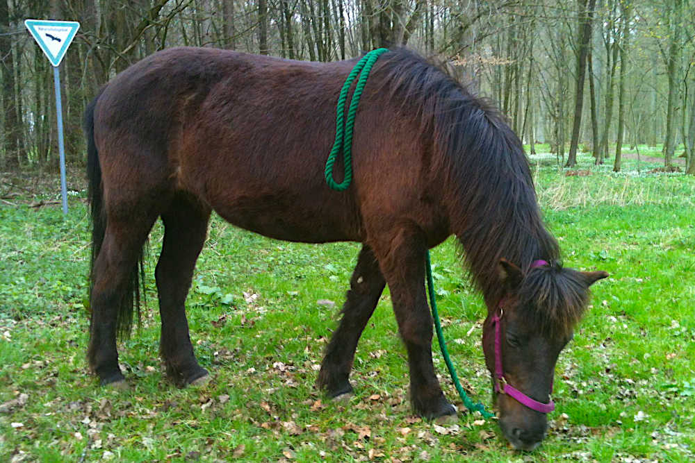 Otra auf der Wiese