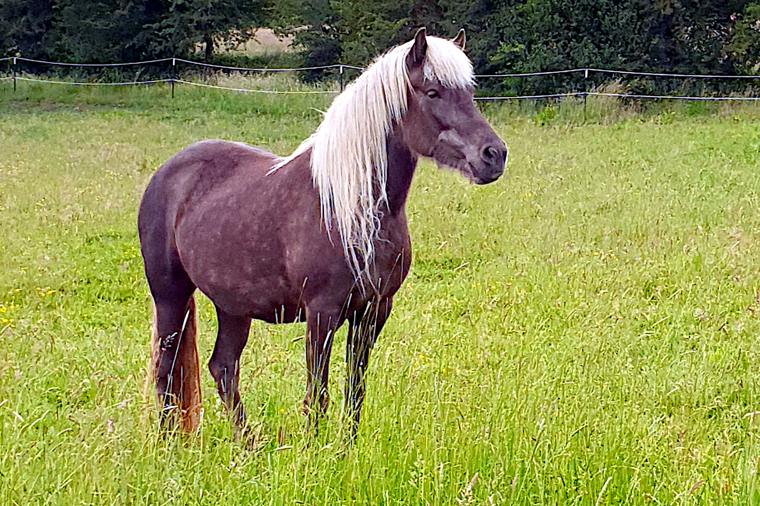 Sletta auf der Wiese