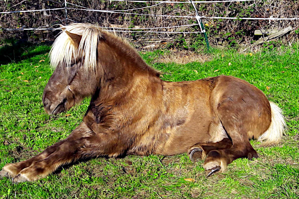 Viđir liegt auf der Wiese