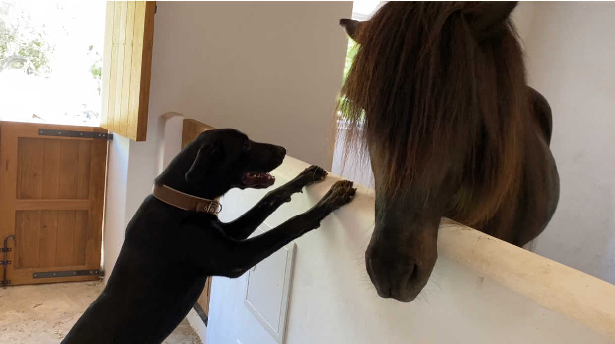 Im Stall, mit Hund