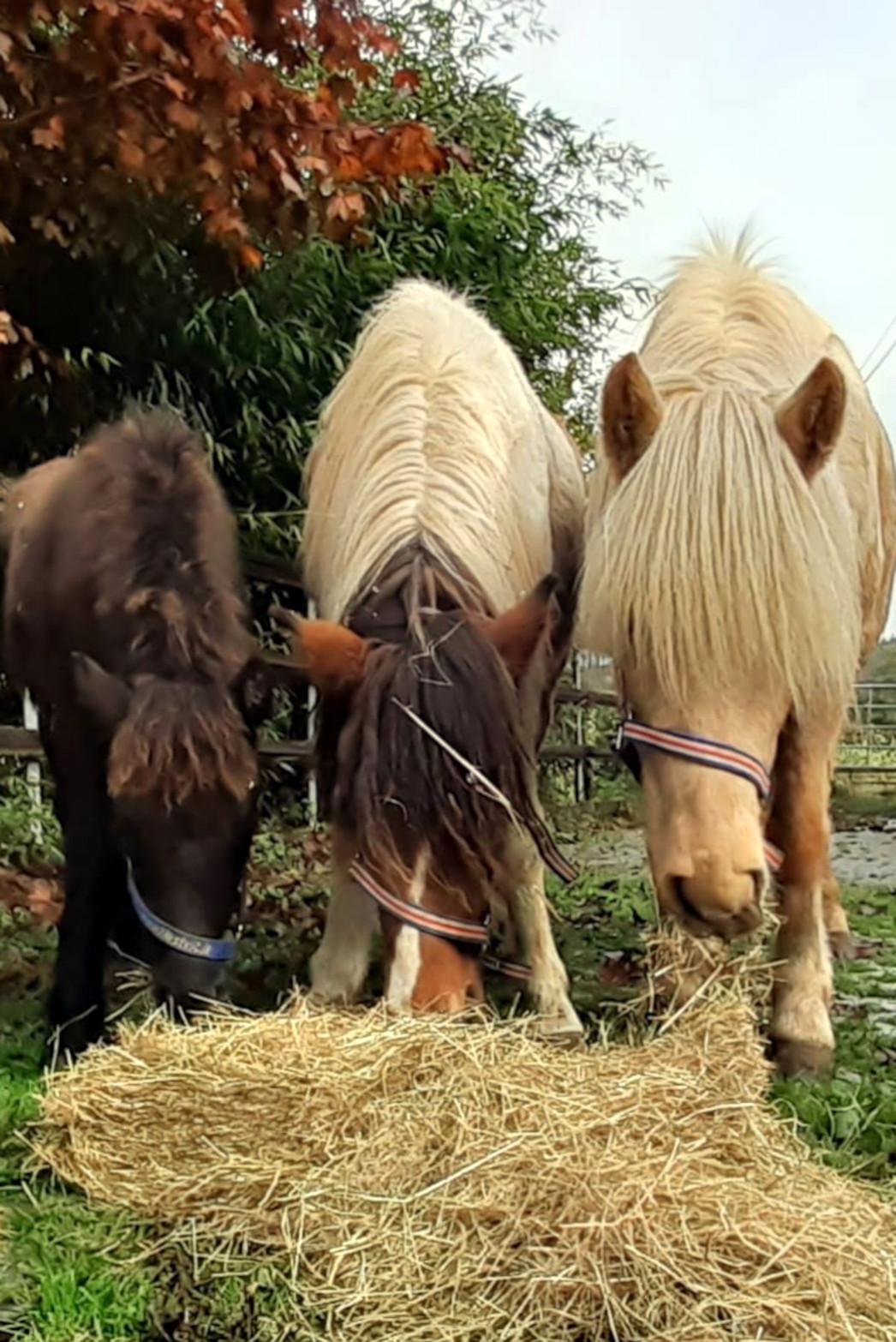 Prydi, Fluga und Pandra bei ihrem ersten Frühstück in Roetgen, Oktober 2021