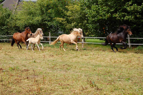 Vorne: Hrimnir von Roetgen im Galopp