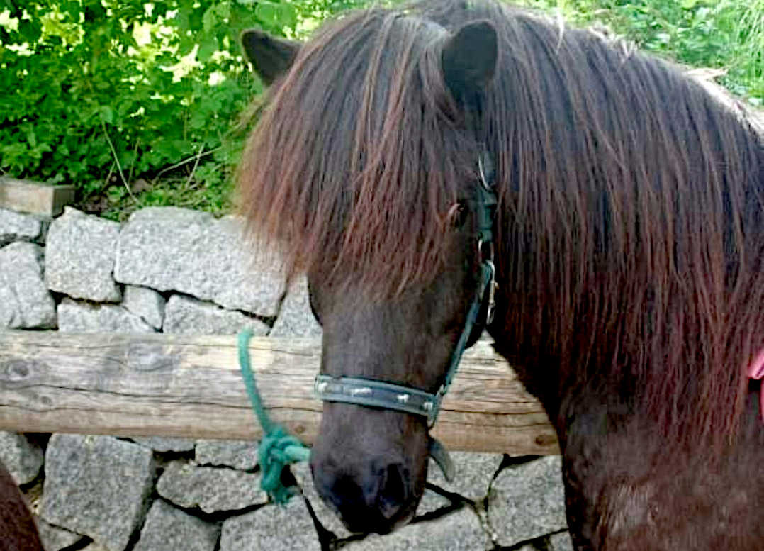 Simi, Kopf in Groaufnahme