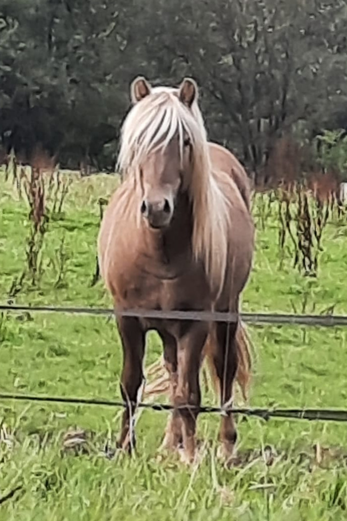 Styrmir auf der Weide, September 2021