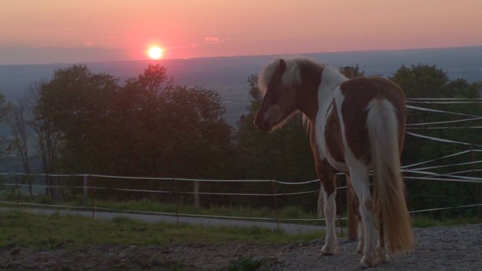 Ulfur in seiner neuen Heimat