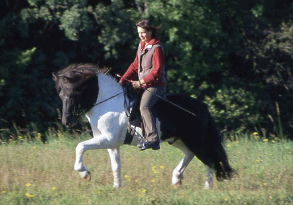 Vaengur aus Hela, Alfskjoni