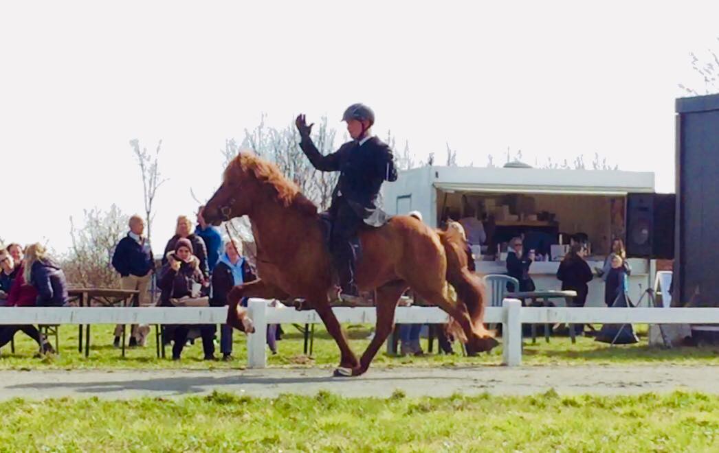 Der Sieger Aron von Roetgen bei der Futurity Prfung 2018 in Heesberg