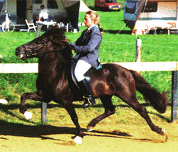 Fengur von Chur WM 1992 in Holland