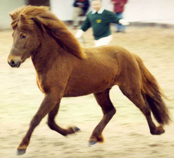 Dreyri mit 3 Jahren, Trab in der Halle @ Aachen