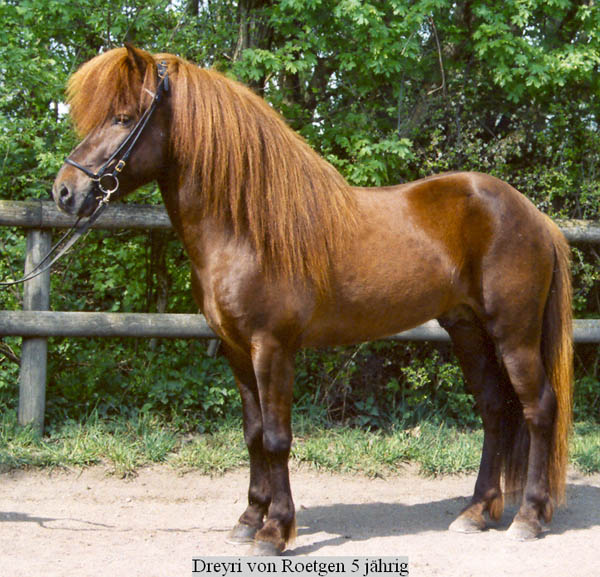 Dreyri 5jhrig