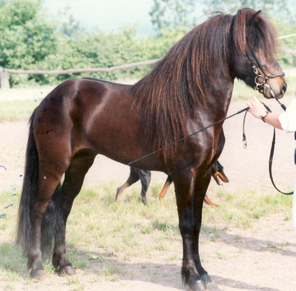 Glaumur