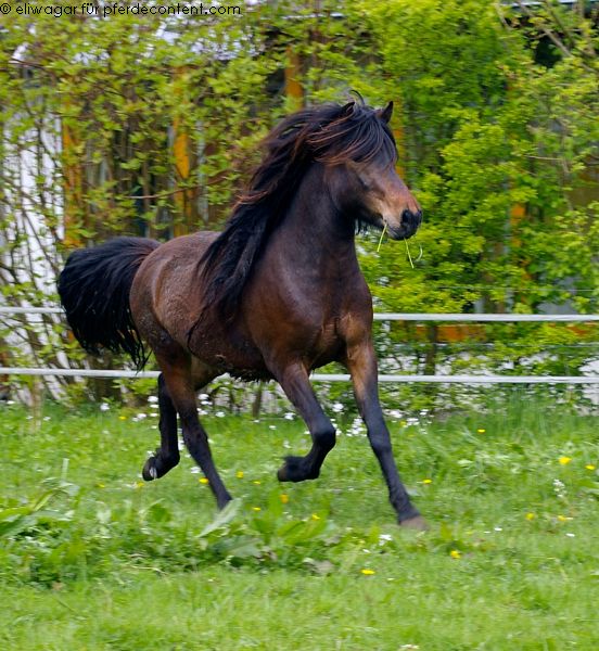 Hrimnir 3 Jahre alt