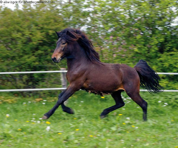 Hrimnir von Roetgen