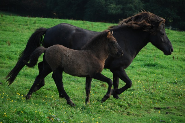 Ignatz und Lukka