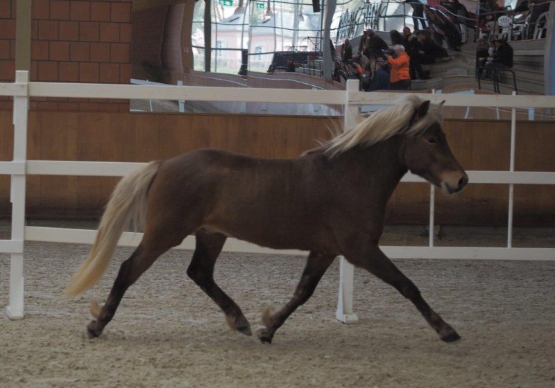 Sólfaxi am 7. April 2018 in Wickrath