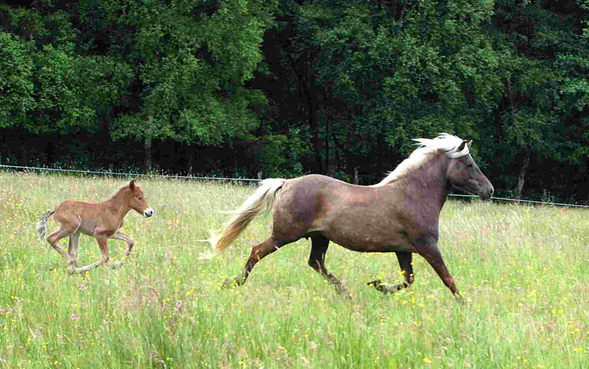 Sólfaxi am 2. Tag mit Mutter Lena
