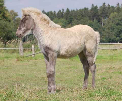 Birkir von Roetgen