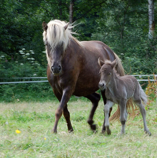 Birkir 2. Tag