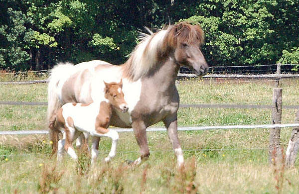 Dagskjona & Gelmir Frhjahr 2008