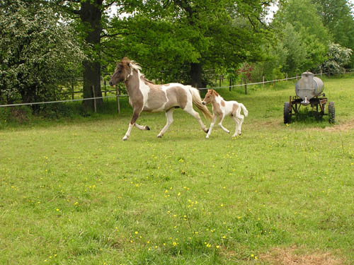 Dagskjona & Gneisti